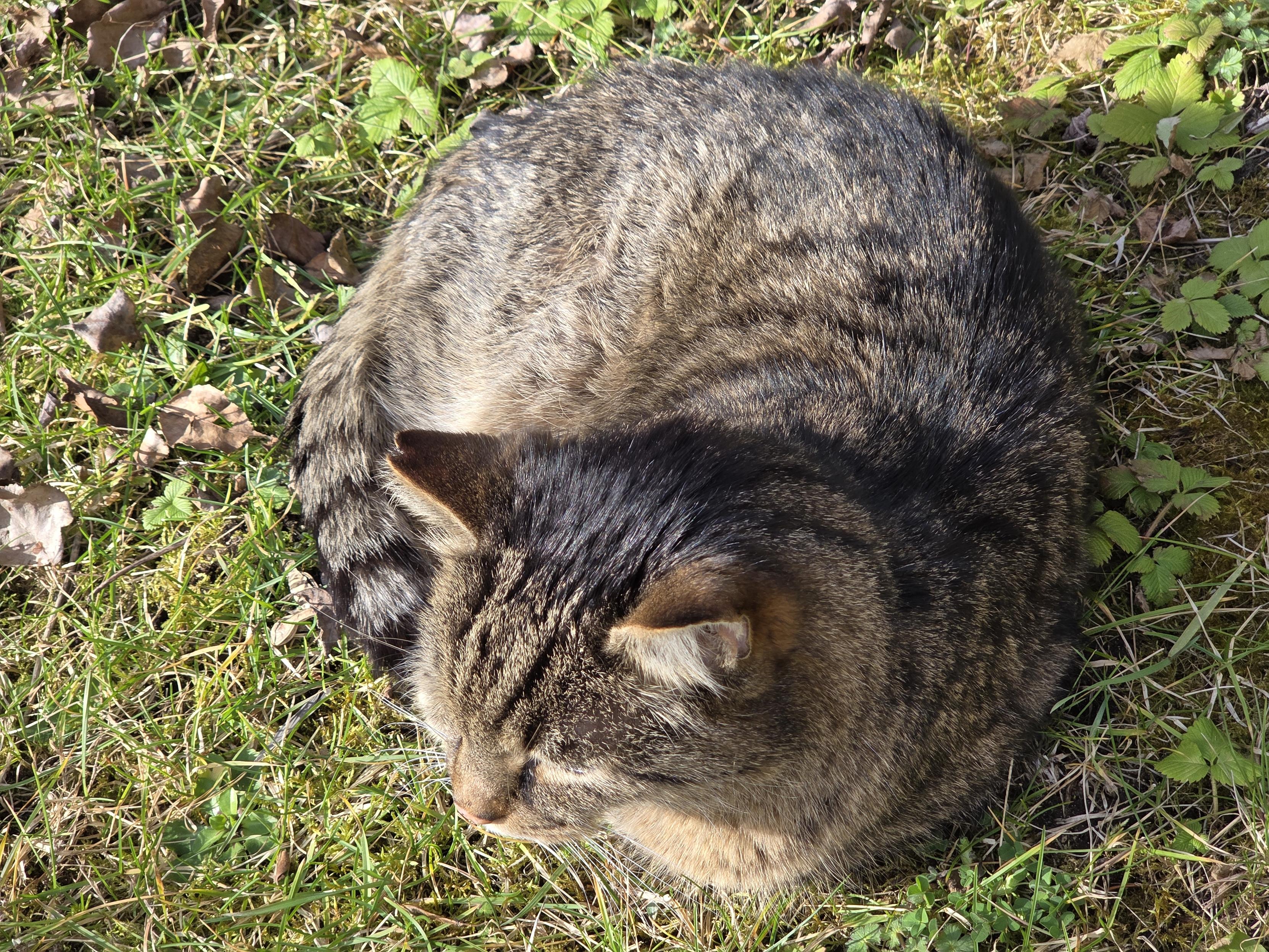 LLM: The image shows a tabby cat curled up tightly and resting outdoors. It is lying on a patch of green grass mixed with dry brown leaves under direct sunlight